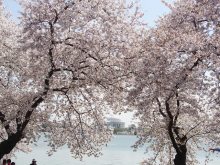 Cherry Blossoms, by Grayloch